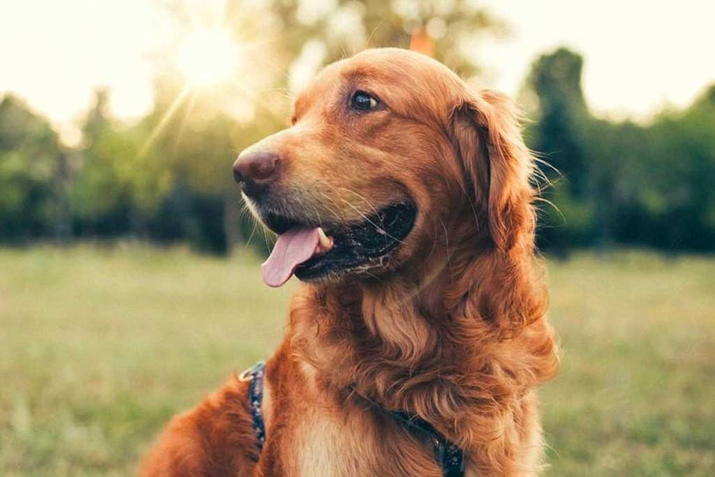 5 Tips to Know When Buying CBD for Dogs