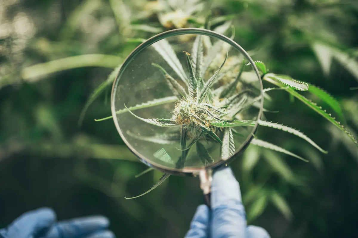 Is CBD Flower Psychoactive Gold Standard is-cbd-flower-psychoactive-gold-standard