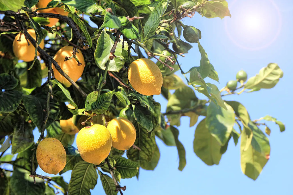 Terp Talk: Limonene the Lemon Terpene