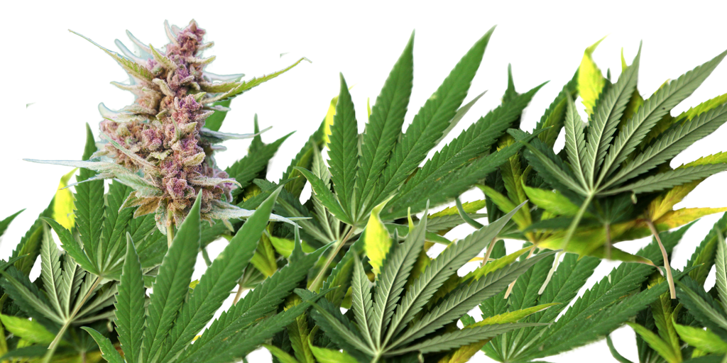 10 Cannabis Strains High in Myrcene for Relaxation