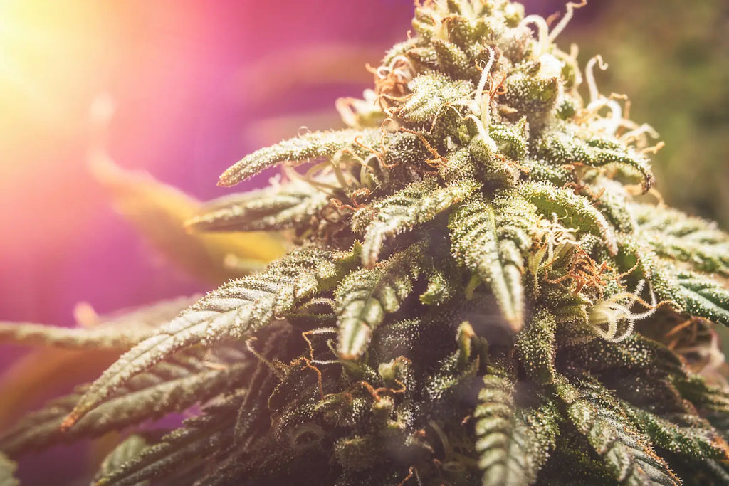 5 Strains for the End of Summer