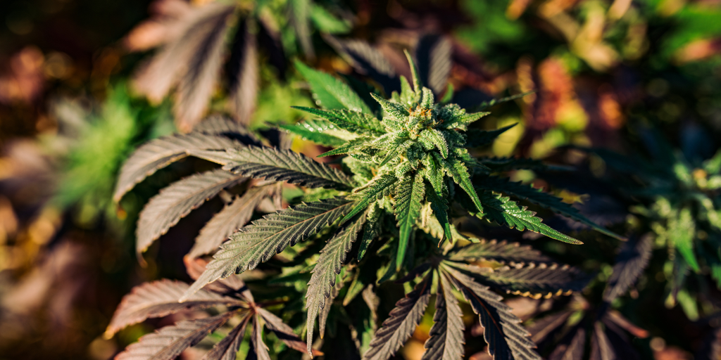 Best Strain for Anxiety: Top Picks for Calming Your Nerves