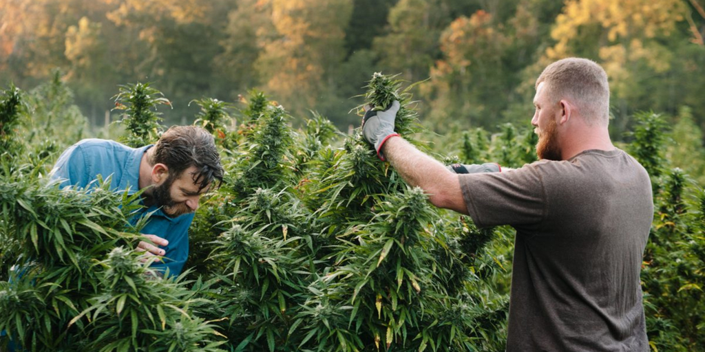 How Many Different Strains of Runtz Are There? Exploring the Lineage