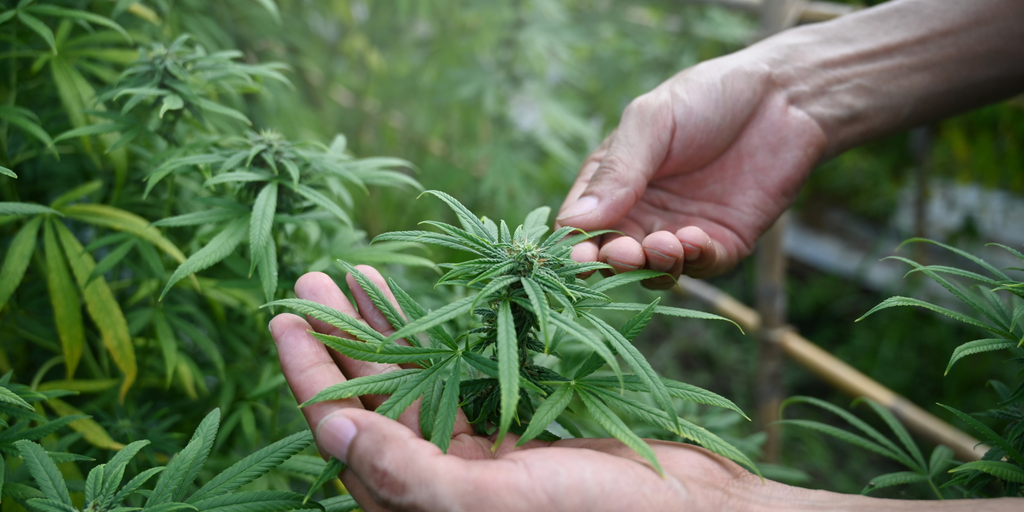How to Choose a THCA Supplier That Prioritizes Compliance and Quality