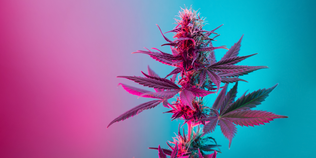Strains Similar to Blue Dream: Find the Perfect Match