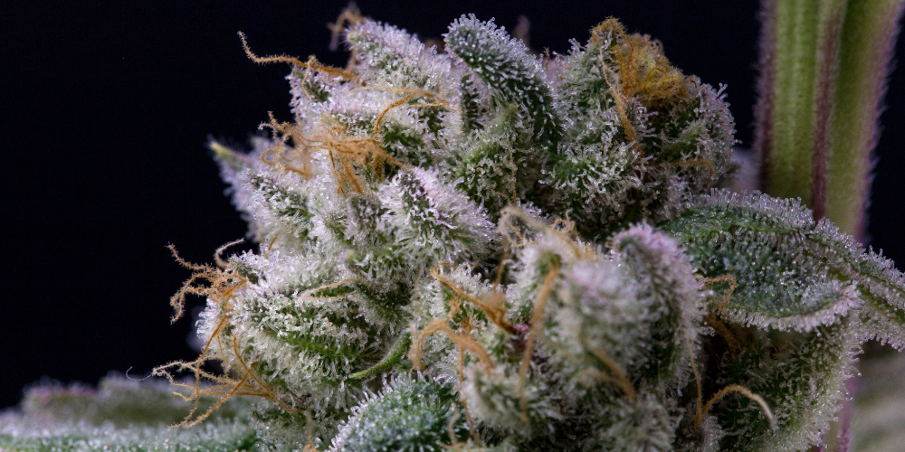 Unveiling the Entourage Effect: How THCA Flower Works in Harmony with Other Cannabinoids