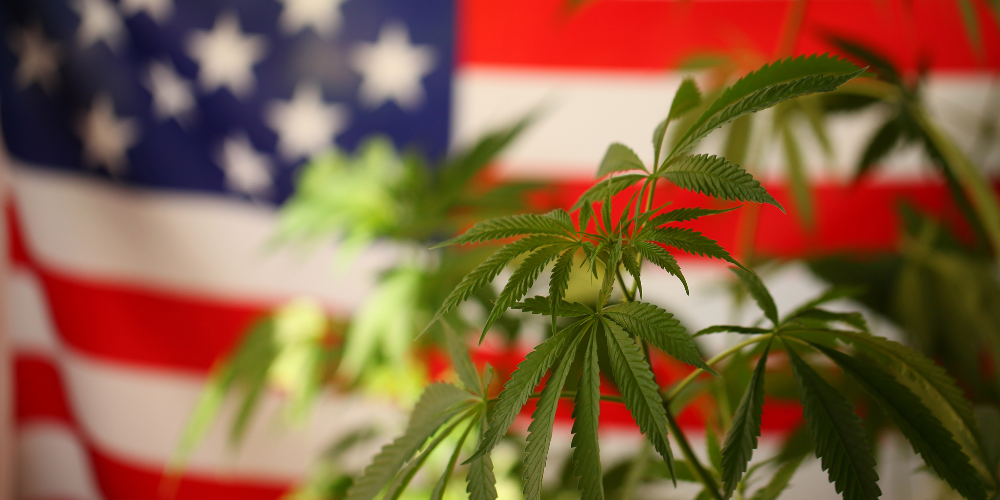 The Growing Momentum for Federal Legalization: Transforming the Cannabis Landscape in the United States