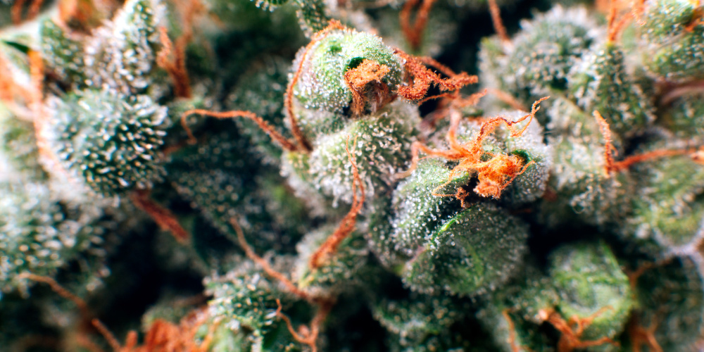 THCA Flower: Dispelling Myths and Misconceptions Surrounding its Use