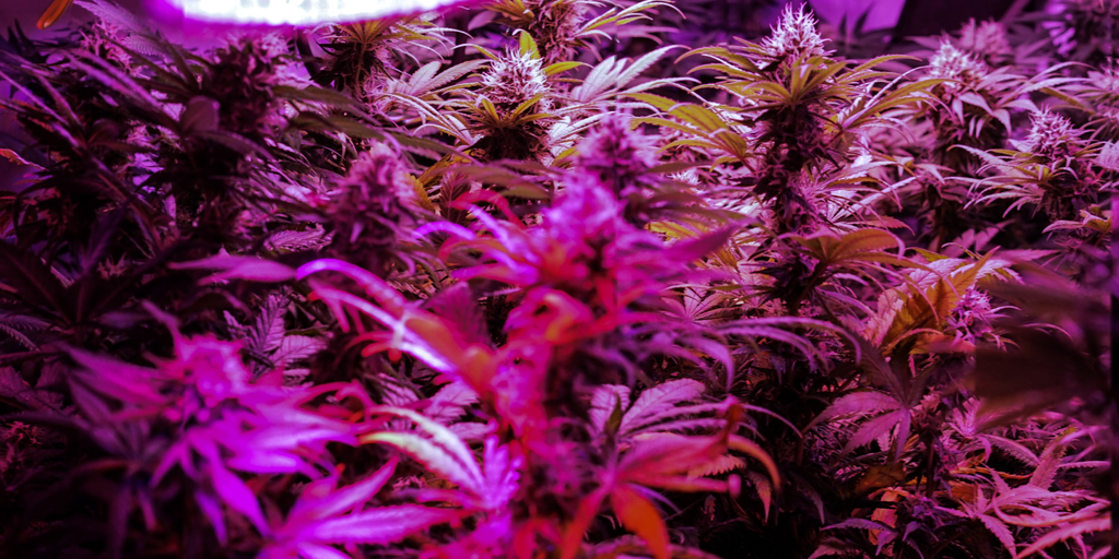 What Weed Strain Makes You Happy? A Look at Mood-Boosting Options