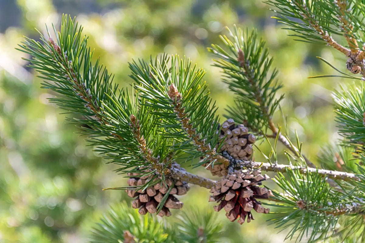 Alpha Pinene: The Cannabis Terpene with Potential Health Benefits ...