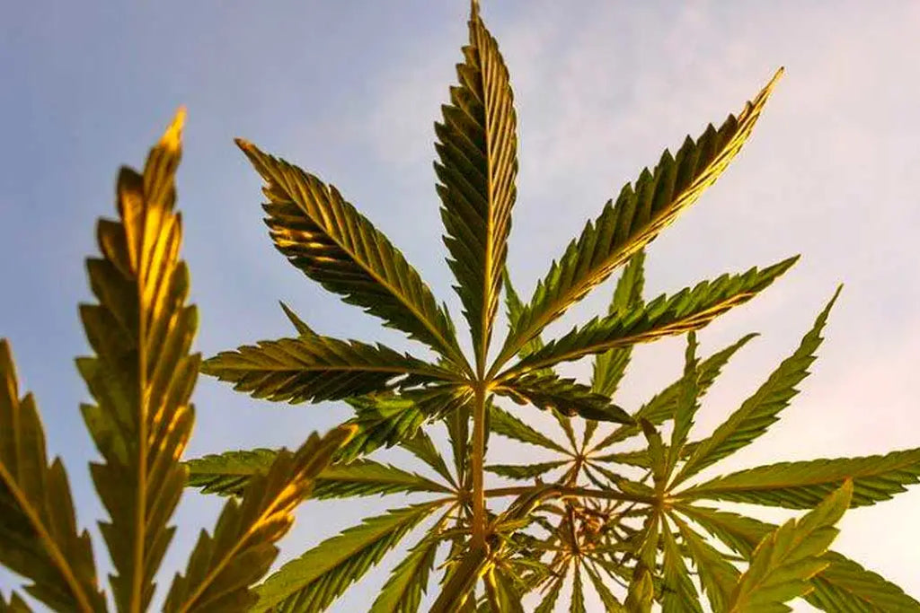CBD Oil Benefits, Uses & Side Effects