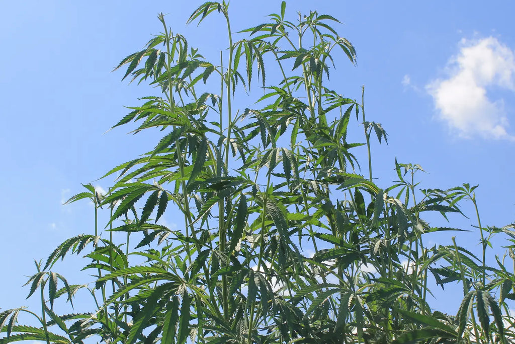 Everything You Need to Know About the Legality of Hemp Flower in the USA in 2023