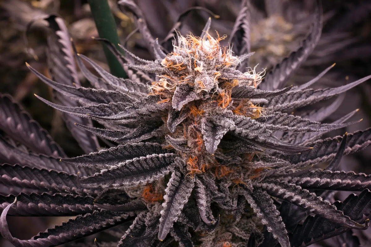 Purple Weed: Understanding The Factors That Affect Coloration In ...