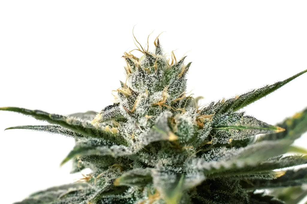 Uncovering the Truth: Does CBD Flower Contain Trichomes?