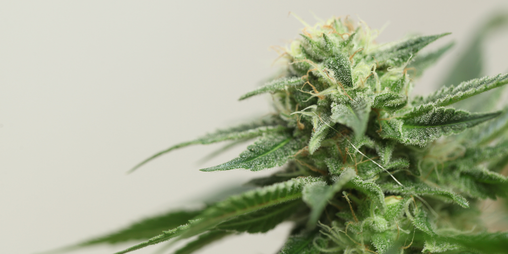 THCV Vs THC: What Sets These Cannabinoids Apart?