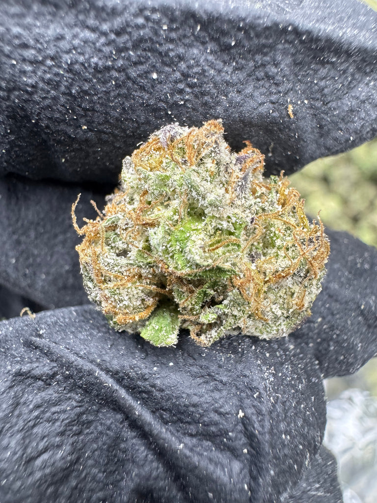 Gumbo - Cheap THCa 1/2 Ounces  - Exotic - LIL TREES