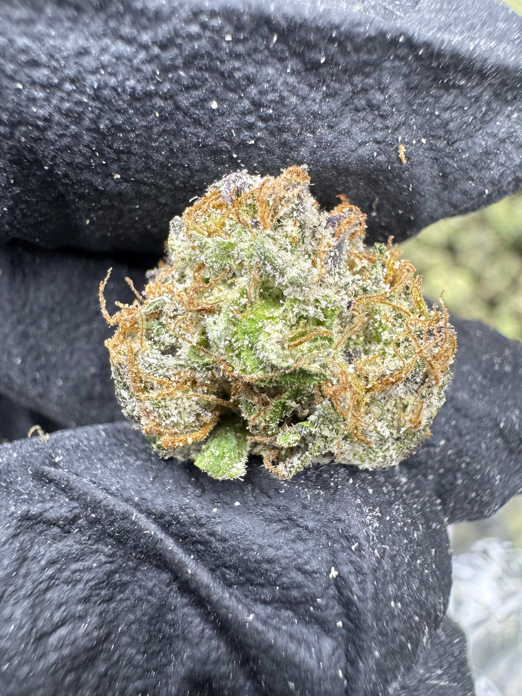 Gumbo - Cheap THCa 1/2 Ounces  - Exotic - LIL TREES