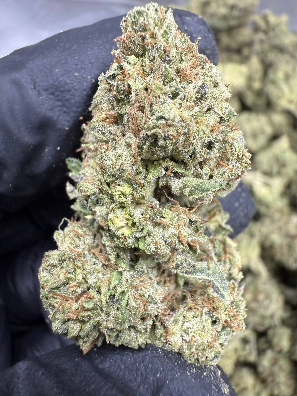 Apple Fritter - THCA BULK FLOWER - TOP SHELF