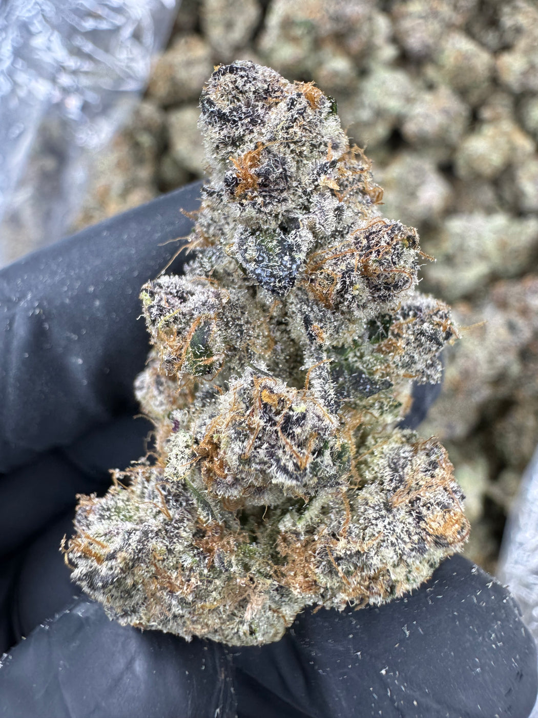 Blackberry Superboof - THCA - EXOTIC INDOOR - Treemason