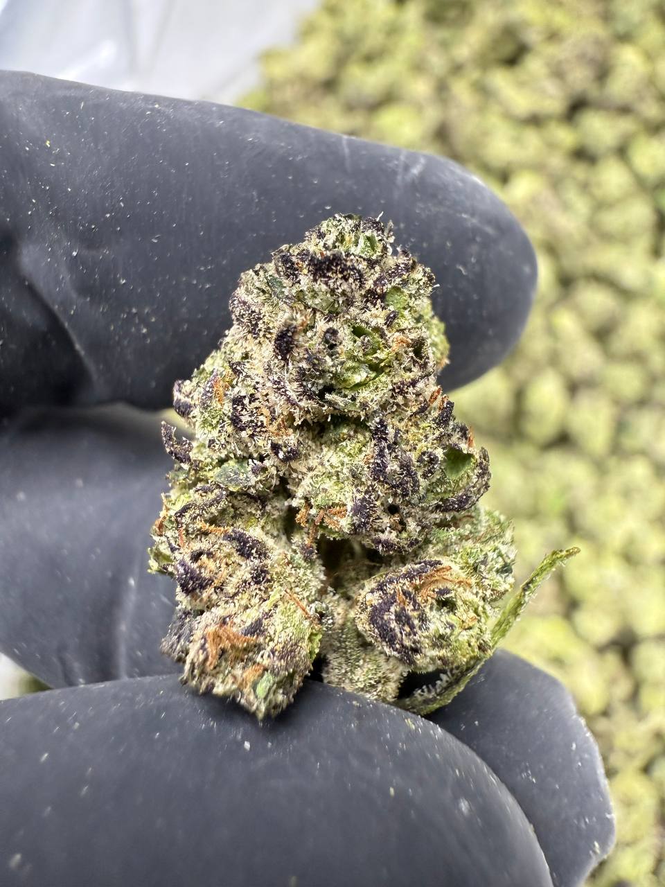 Blue Andeze - Gold Nuggets - THCa Flower EXOTIC SMALLS