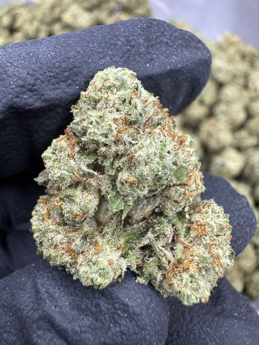Blueberry Muffin - THCA FLOWER - MEDIUMS -AA INDOOR