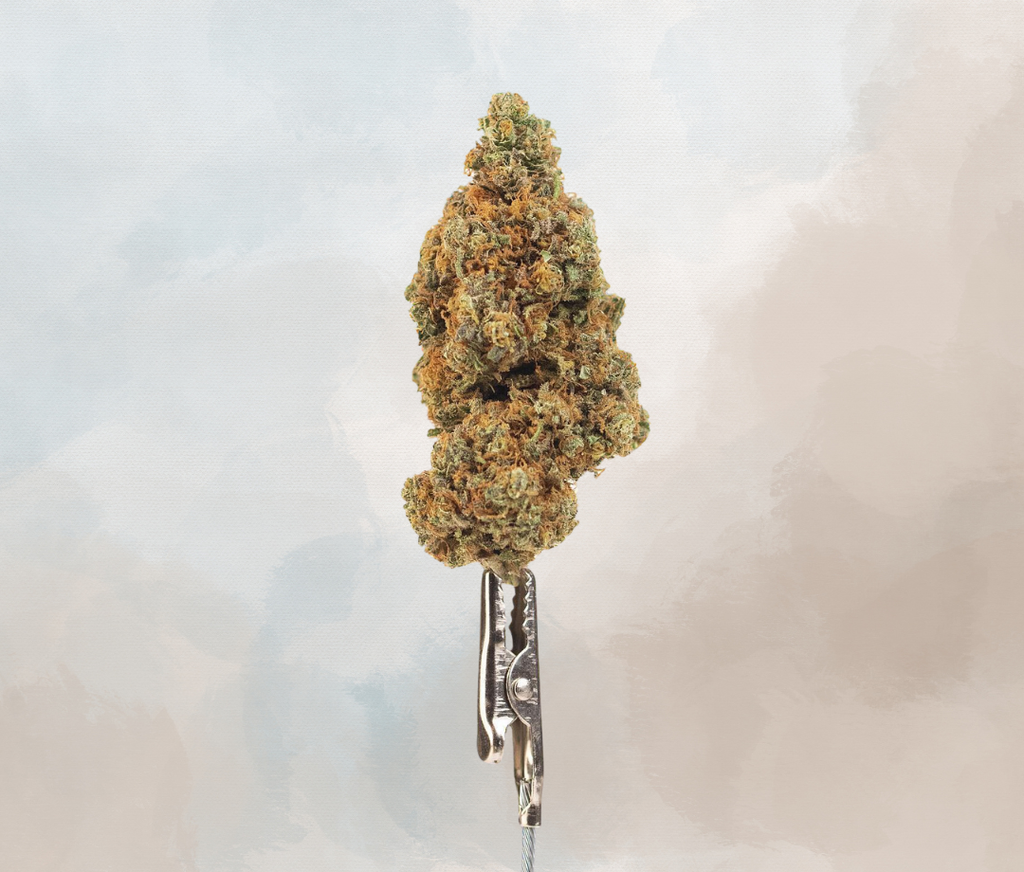 Cake Berry Brulee - Sungrown Exotic Hemp Flower