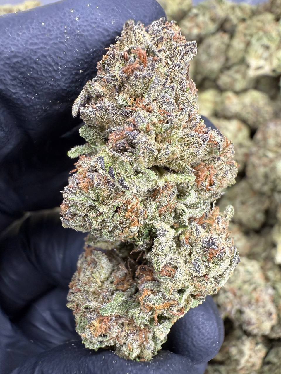 Cereal Milk- THCA BULK FLOWER - TOP SHELF