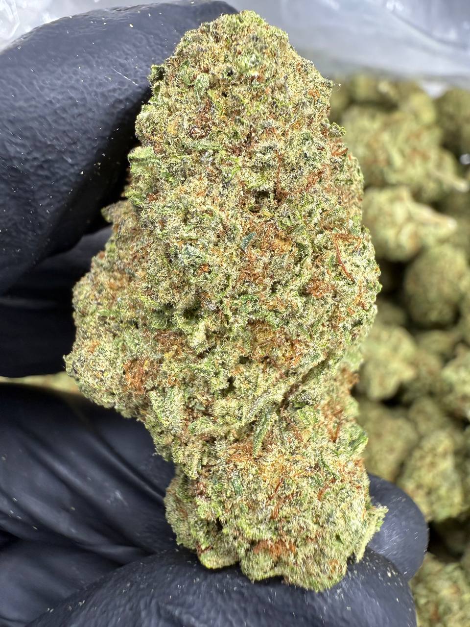Cinderella 99 - THCA BULK FLOWER - TOP SHELF