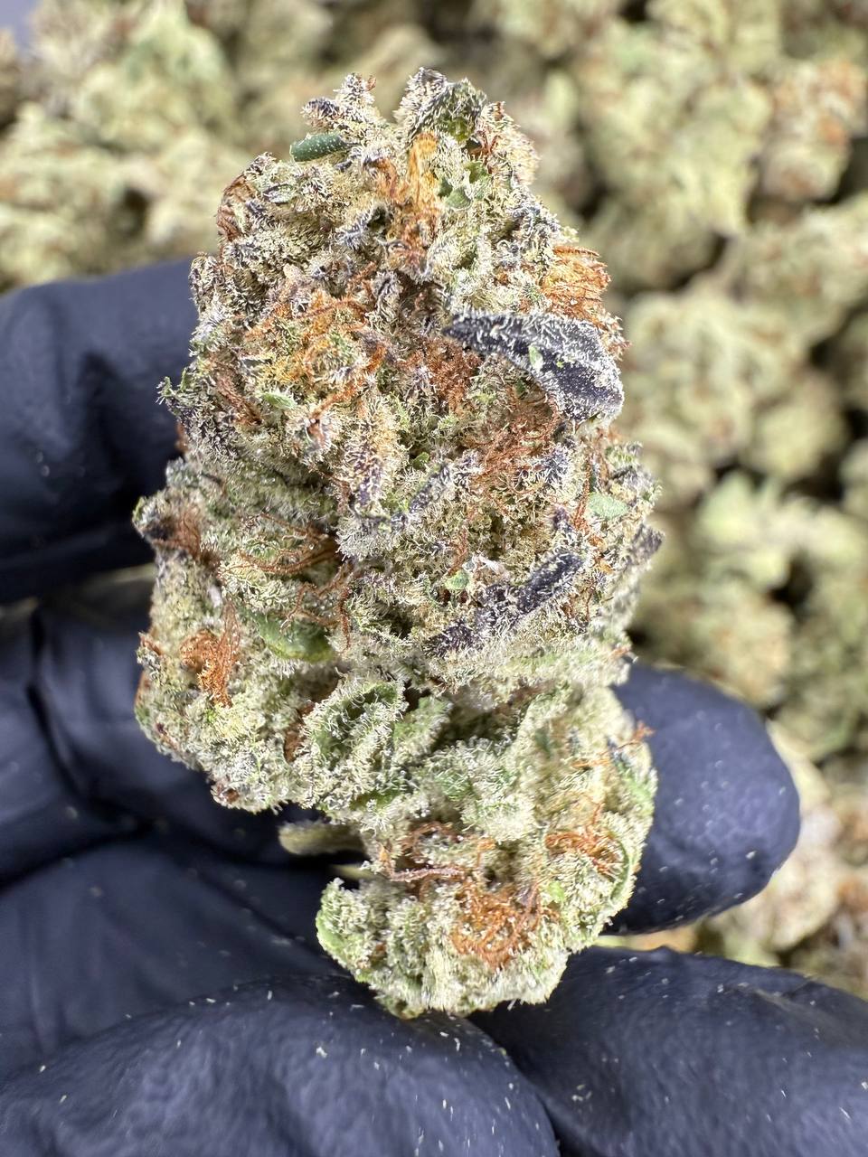 Cookies and Cream - THCA BULK FLOWER - CLASSIC RESERVE