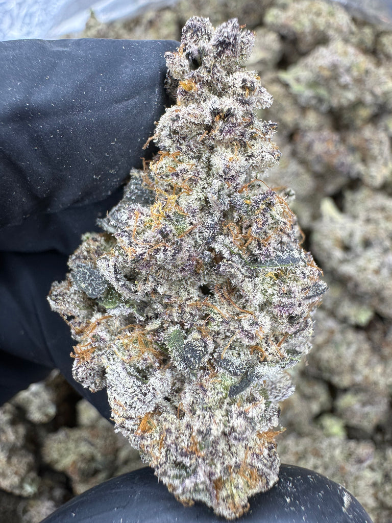 Funnel Cake - THCA - EXOTIC INDOOR - Treemason