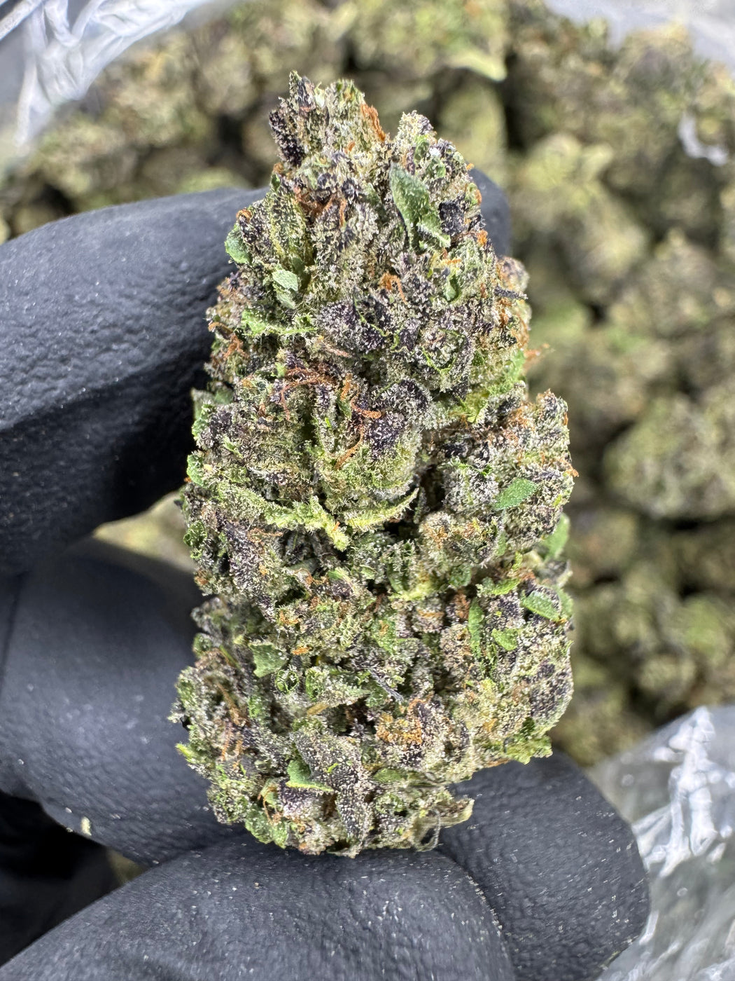 Gelato Cake - THCA BULK FLOWER - TOP SHELF