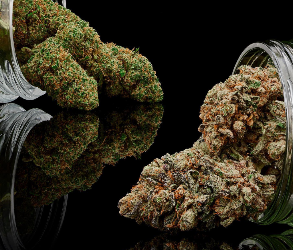 Gold CBD’s Premium Bulk THCA Flower