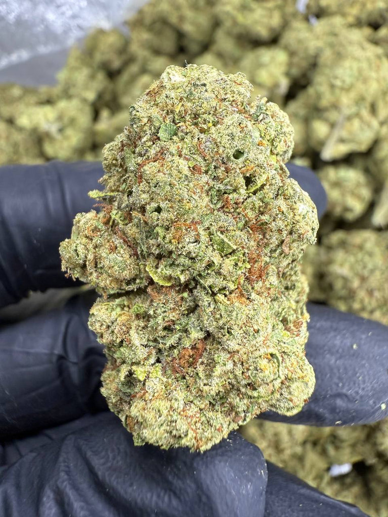 Golden Goat - THCA BULK FLOWER - TOP SHELF