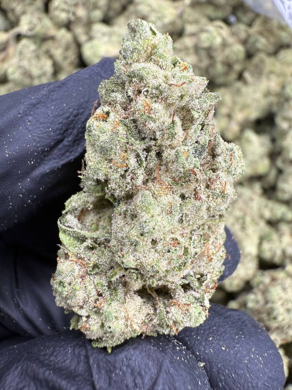 Gorilla Glue - THCA BULK FLOWER - AA INDOOR