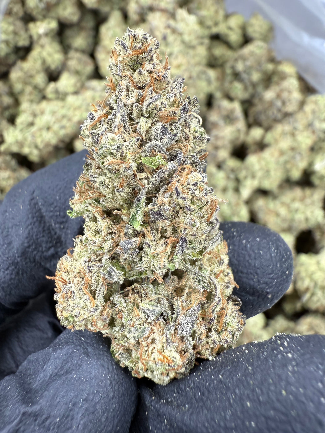 GovernMint Oasis - THCA FLOWER - AA INDOOR