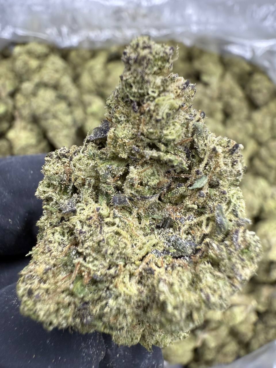 Gush Mintz - THCA FLOWER - TOP SHELF