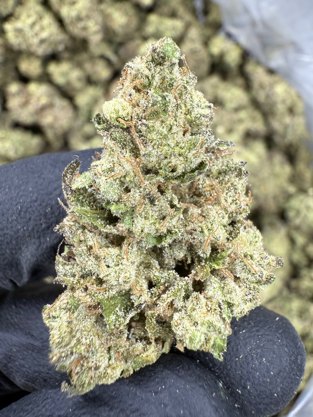 Hash Burger - THCA FLOWER - AA INDOOR