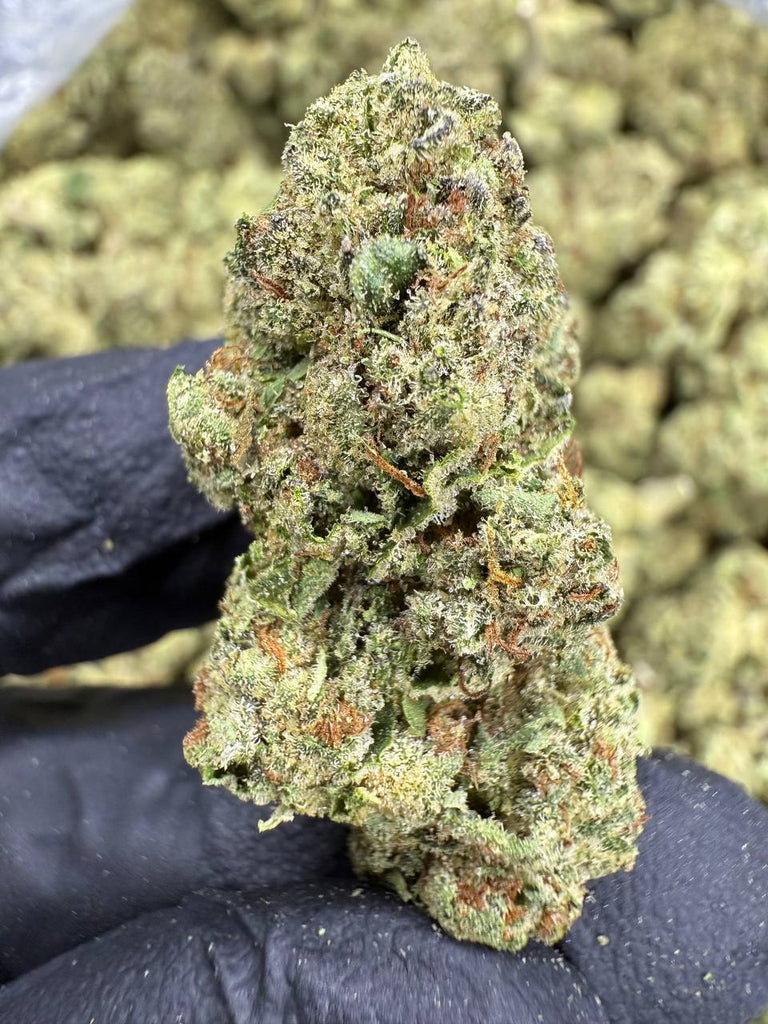 Headband - THCA BULK FLOWER - CLASSIC RESERVE