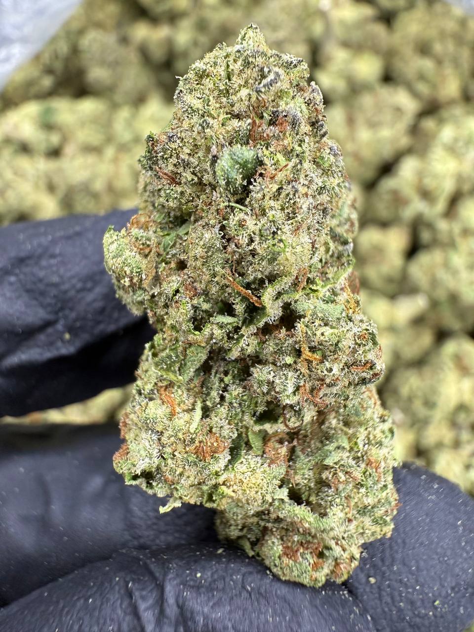 Headband - THCA BULK FLOWER - CLASSIC RESERVE
