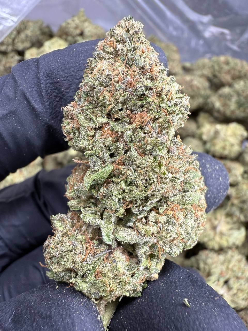 Ice Cream Cake - THCA BULK FLOWER - CLASSIC RESERVE
