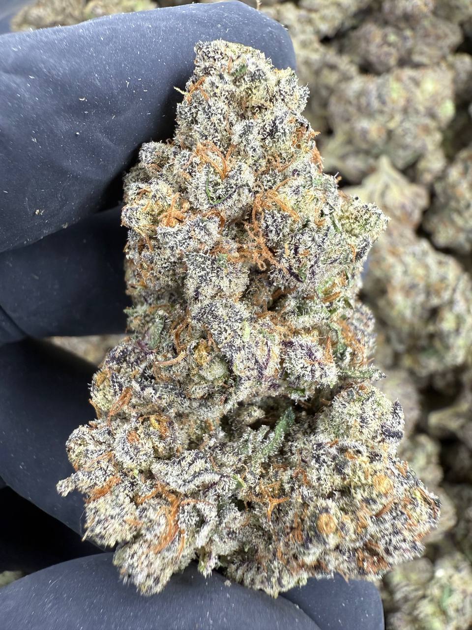 Jealousy - THCA BULK FLOWER -  AAA INDOOR