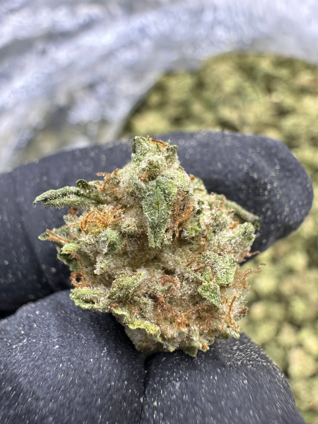 LA Kush Cake - THCA - TOP SHELF SMALLS