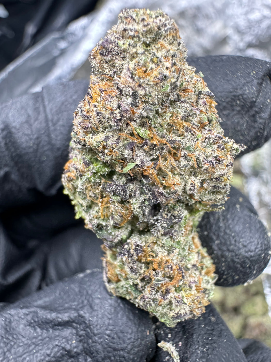 Lemon Cherry Gelato - THCA FLOWER - EXOTIC INDOOR - Treemason