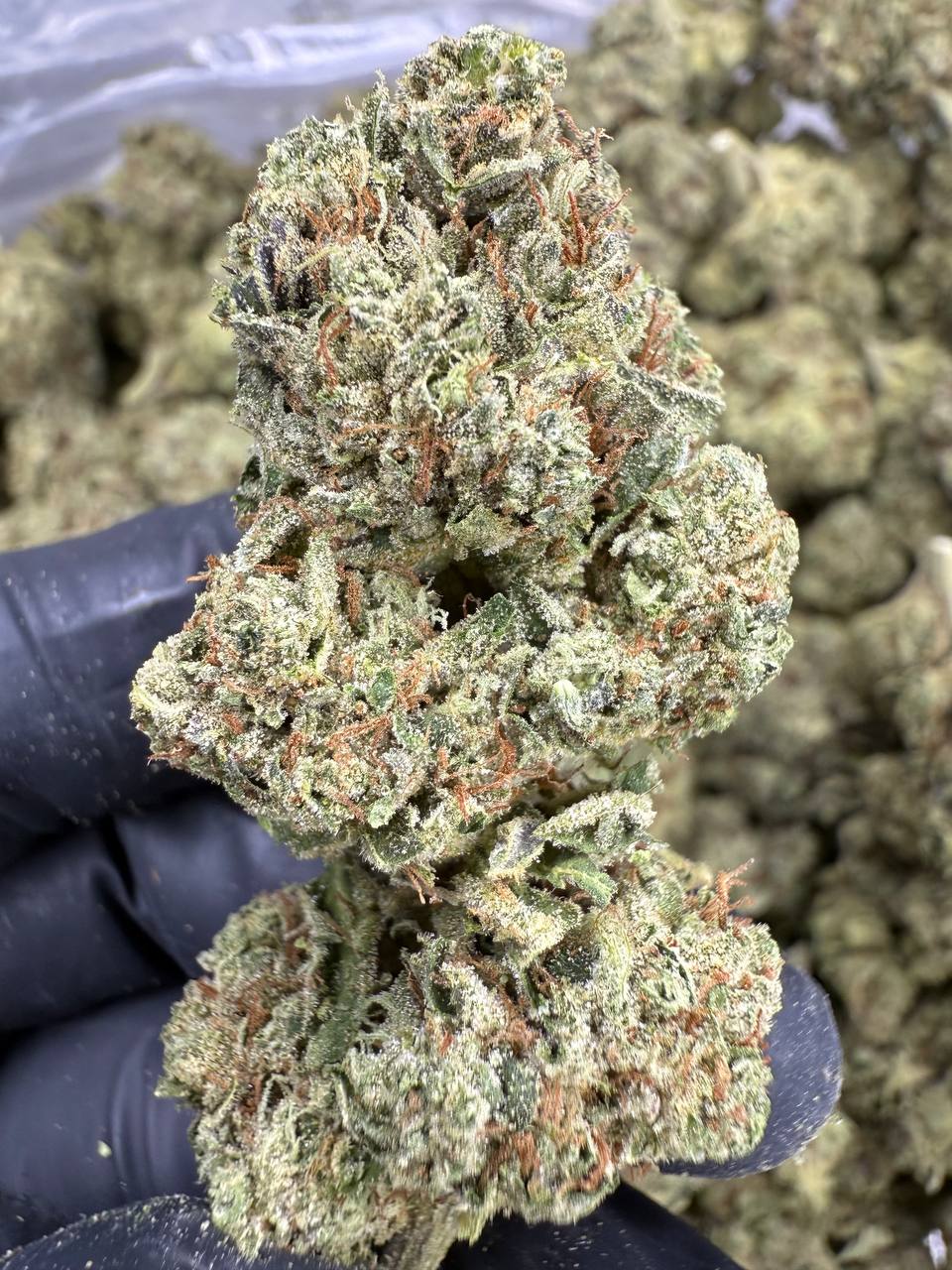 OG Kush - THCA BULK FLOWER - CLASSIC RESERVE