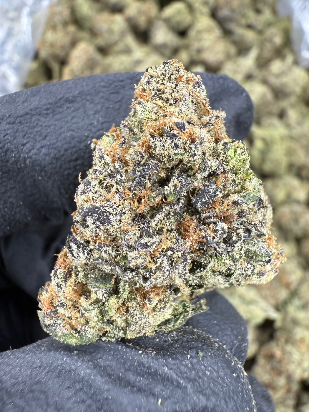 Obama - THCA BULK FLOWER - EXOTIC INDOOR