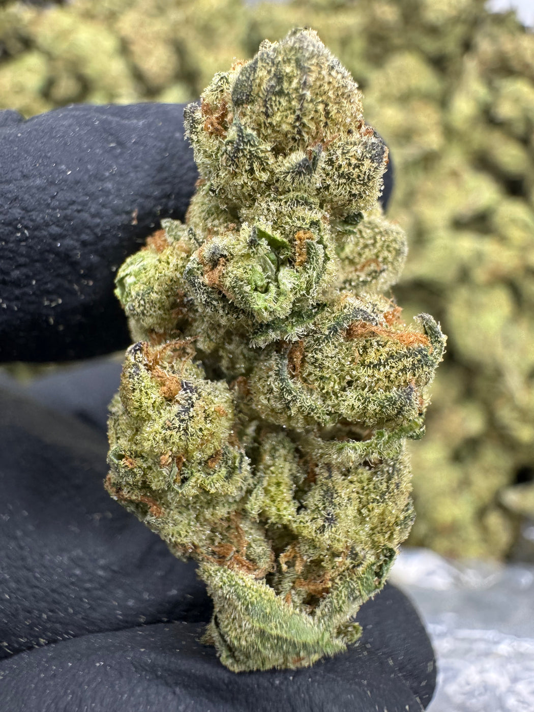 Platinum Gushers - THCA - MEDIUMS -AA INDOOR
