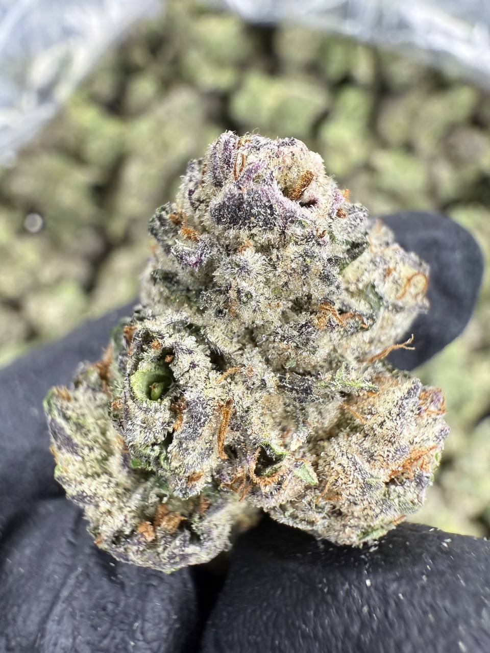 Runtz - THCA FLOWER - EXOTIC INDOOR