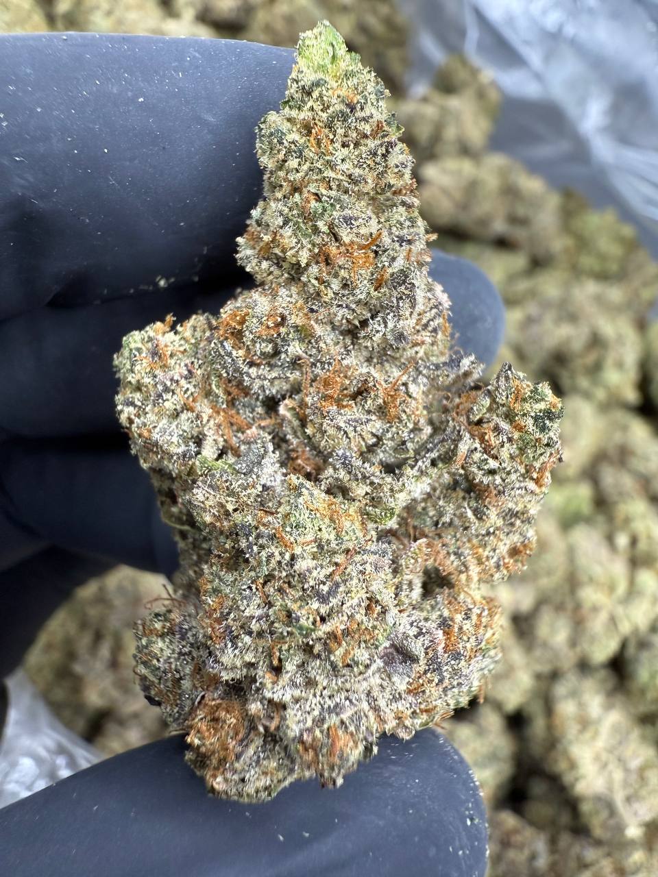 Zashimi - THCA BULK FLOWER - EXOTIC INDOOR